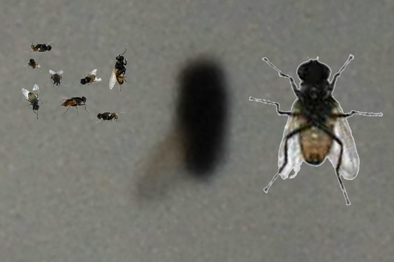 Comparative analysis of anomaly and known Housefly configurations